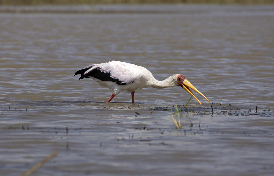 Yellow Billed Stork Wading In The Shallows Photograph by Aidan Moran