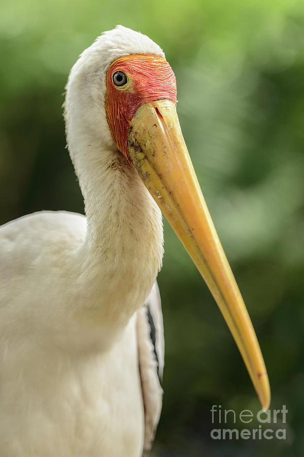 Yellow Billed Stork Photograph by Werner Padarin