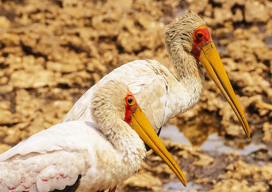 Yellow billed storks Photograph by Patrick Kain