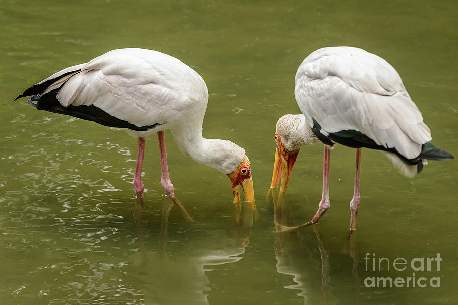 Yellow Billed Storks Photograph by Werner Padarin