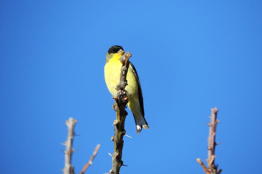 Yellow Bird Photograph by Bill Tomsa