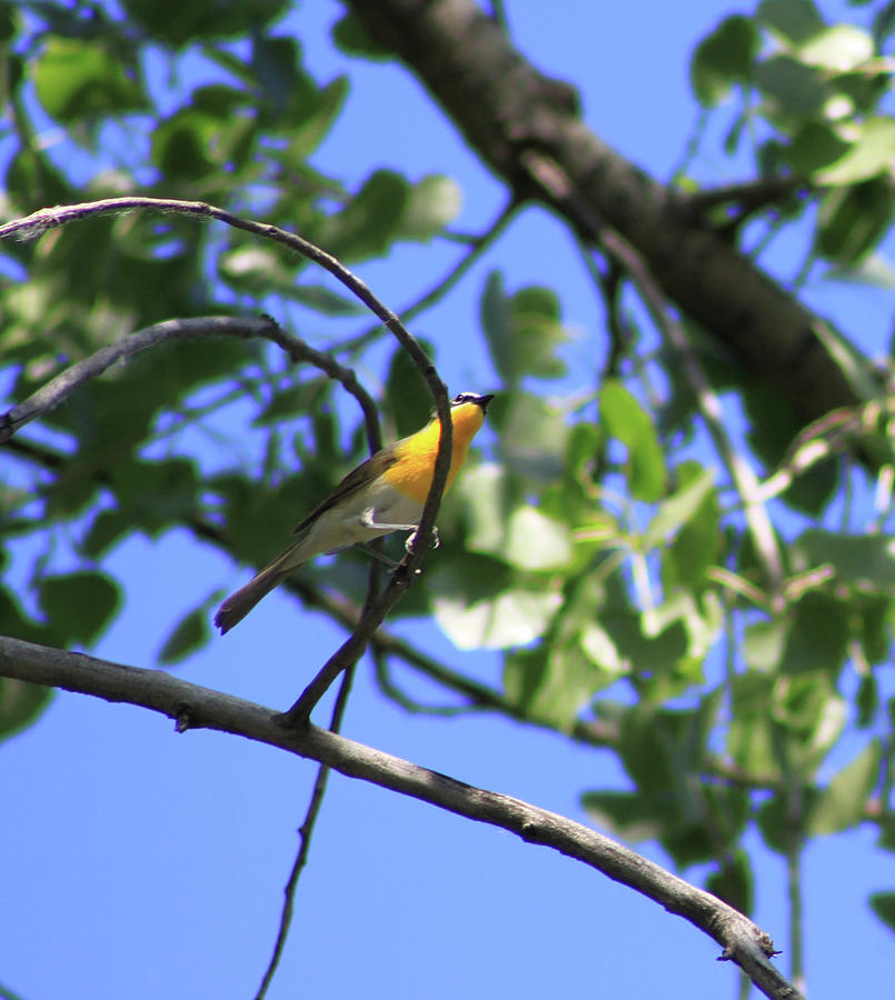 Yellow Bird Photograph by Gerri Duke