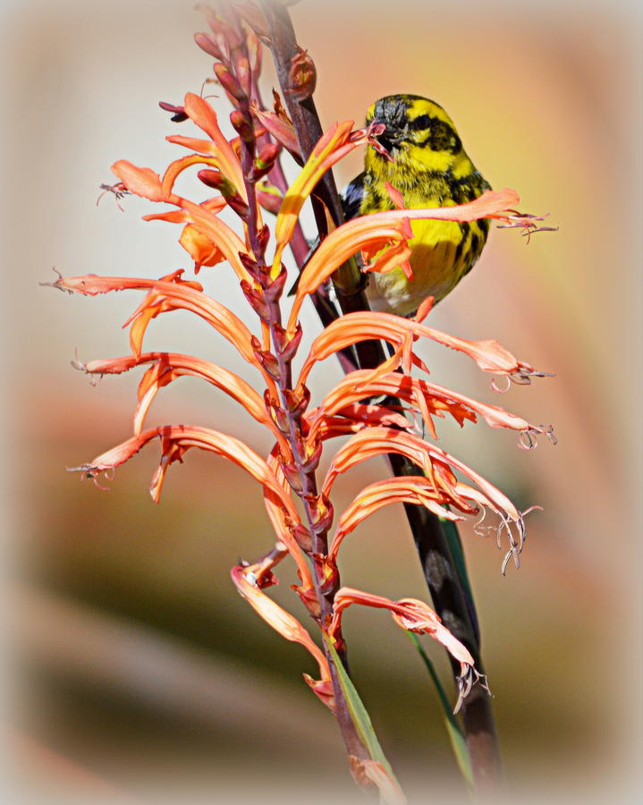 Yellow Bird Hi Photograph by AJ Schibig