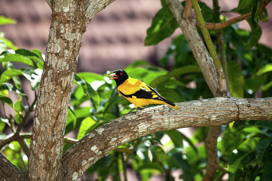 Yellow bird in a mango tree Photograph by Gina Koch