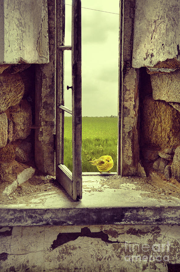 Yellow Bird in Window Photograph by Jill Battaglia