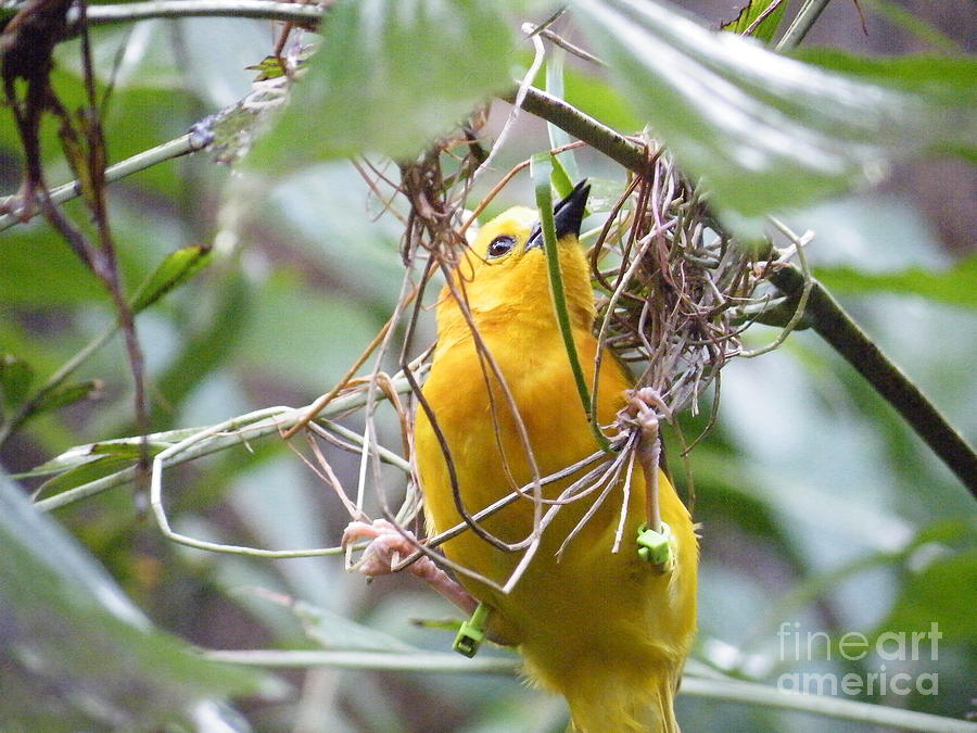 Yellow Bird Photograph by Lesruba Designs - Fine Art America