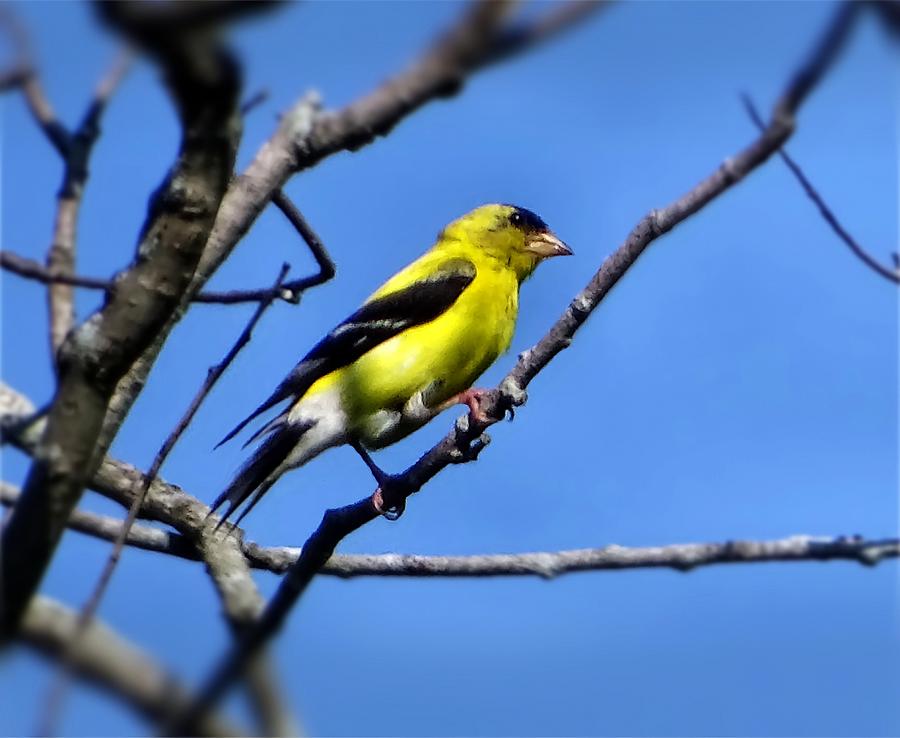 Yellow bird Photograph by Lilia S