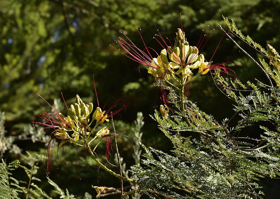 Yellow Bird Of Paradise Shrub Flower Photograph by Linda Brody - Fine