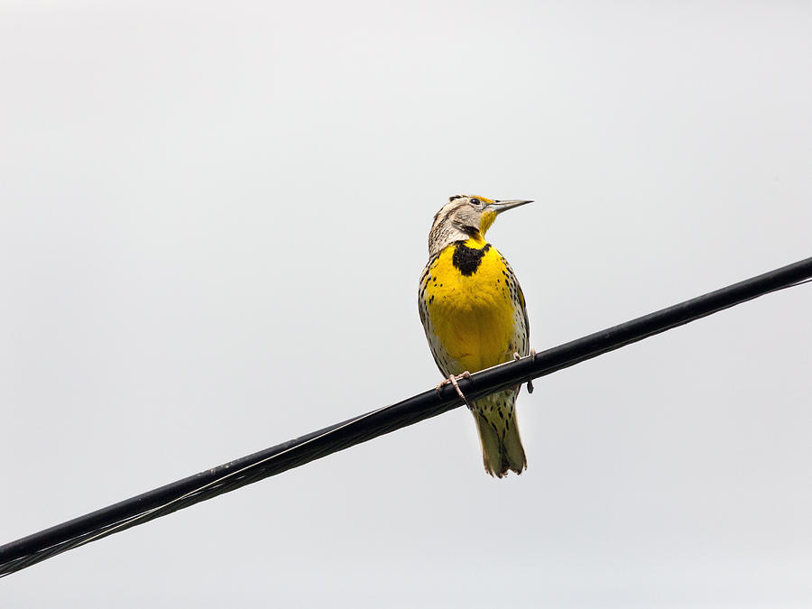 Meadowlark Photograph - Yellow Bird by Rebecca Cozart