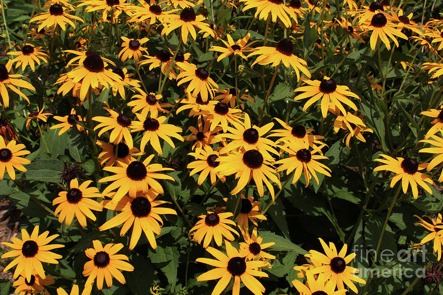 Yellow Black Eyed Susan Explosion Photograph by Adam Long