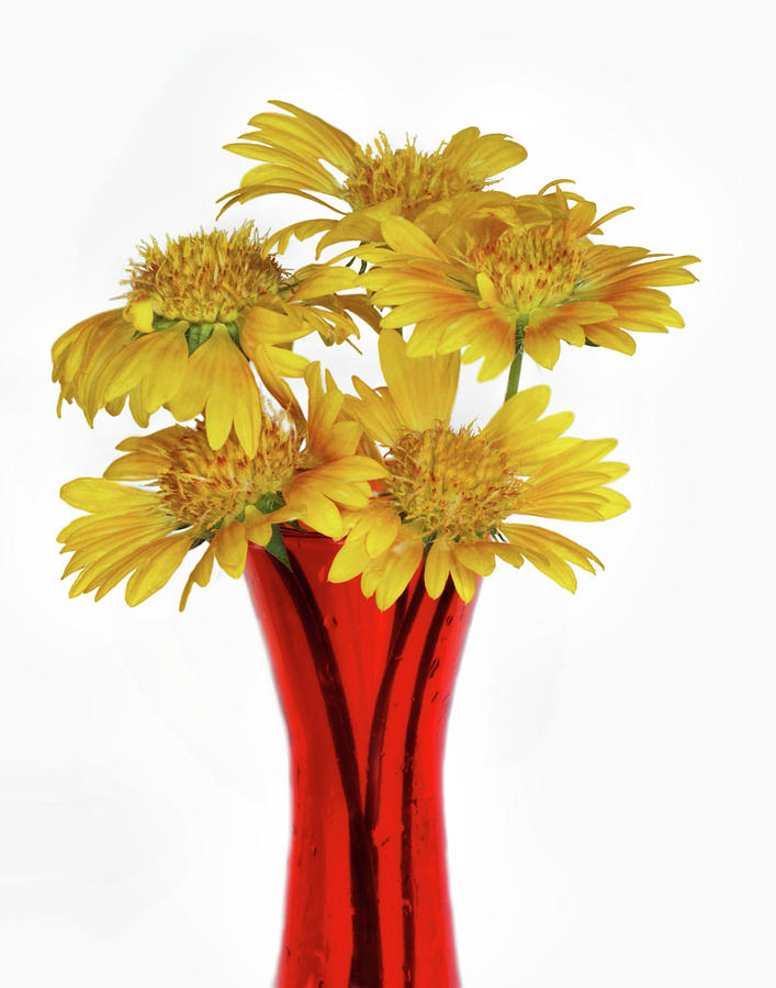 Yellow Blanket Flower and Red Vase Photograph by David and Carol Kelly
