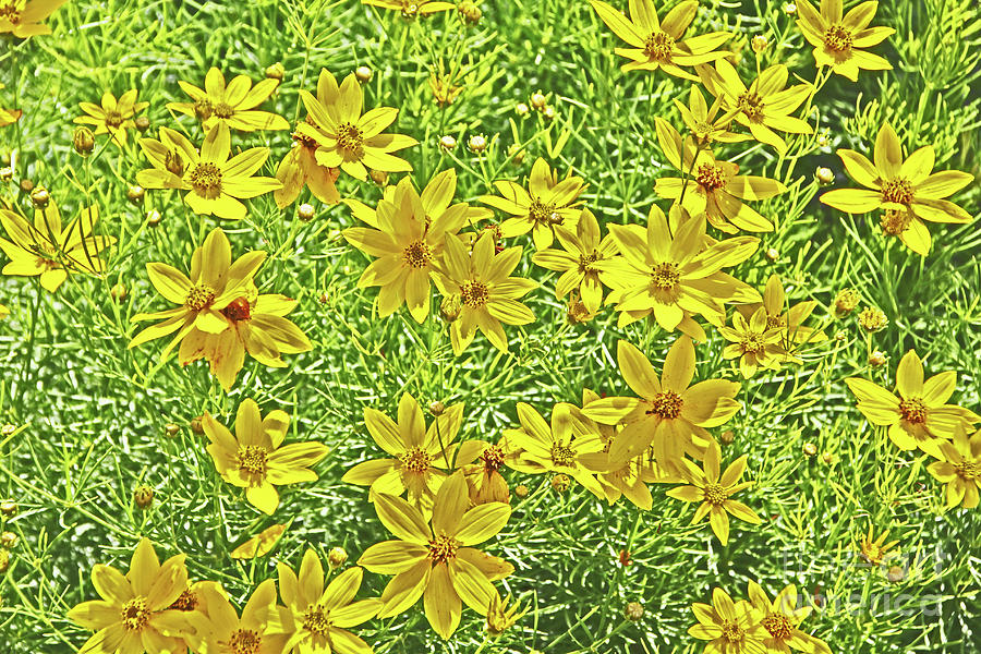 Yellow Blanket Flowers Photograph by David Frederick