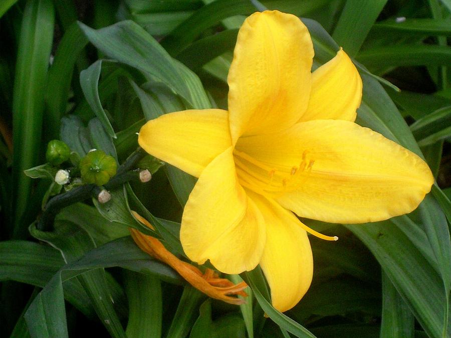 Yellow Bliss Photograph by Cleautrice Smith - Fine Art America