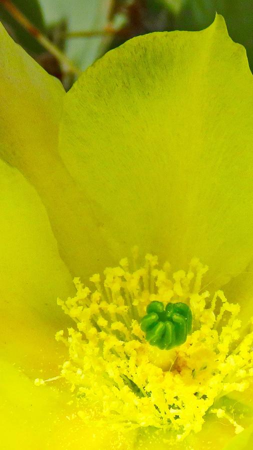 Yellow Bloom 1 - Prickly Pear Cactus Photograph by Judy Kennedy