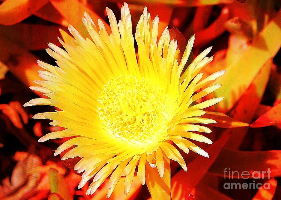 Yellow Bloom Photograph by Jenny Revitz Soper