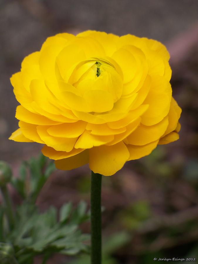 Yellow Bloom Photograph by Jerilyn Ezinga Yellow Bloom Photograph by Jerilyn Ezinga