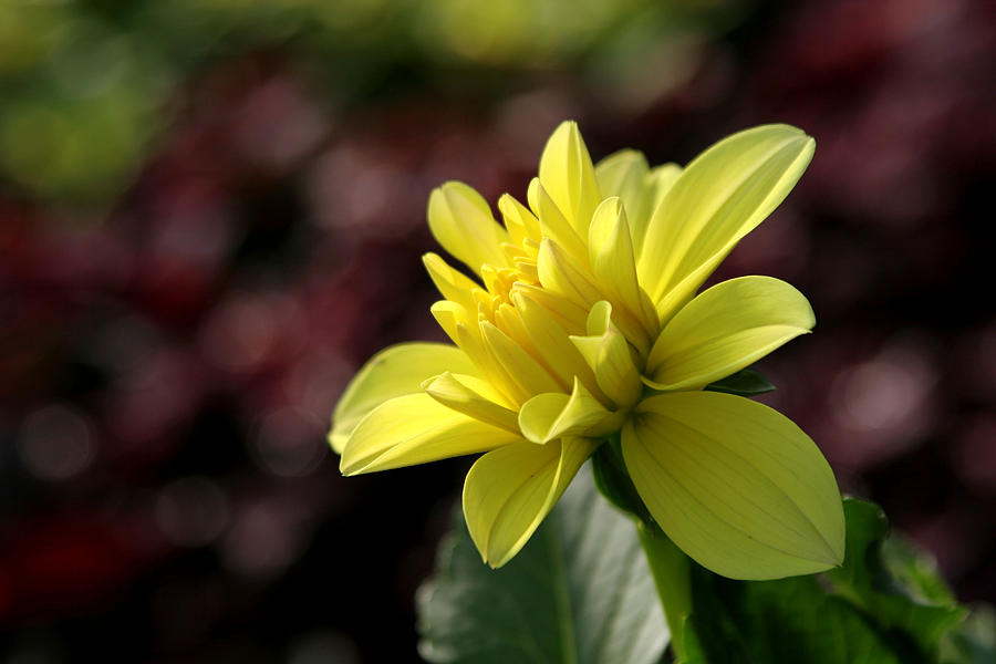 Yellow bloom Photograph by Robert Och