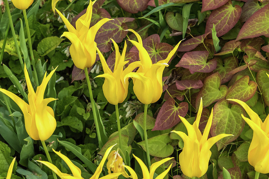Flower Photograph - Yellow Bloomers by Jon Berghoff