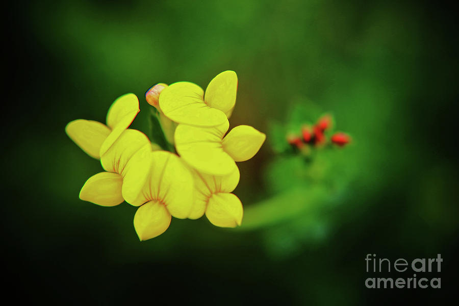 Little Yellow Blooms Photograph