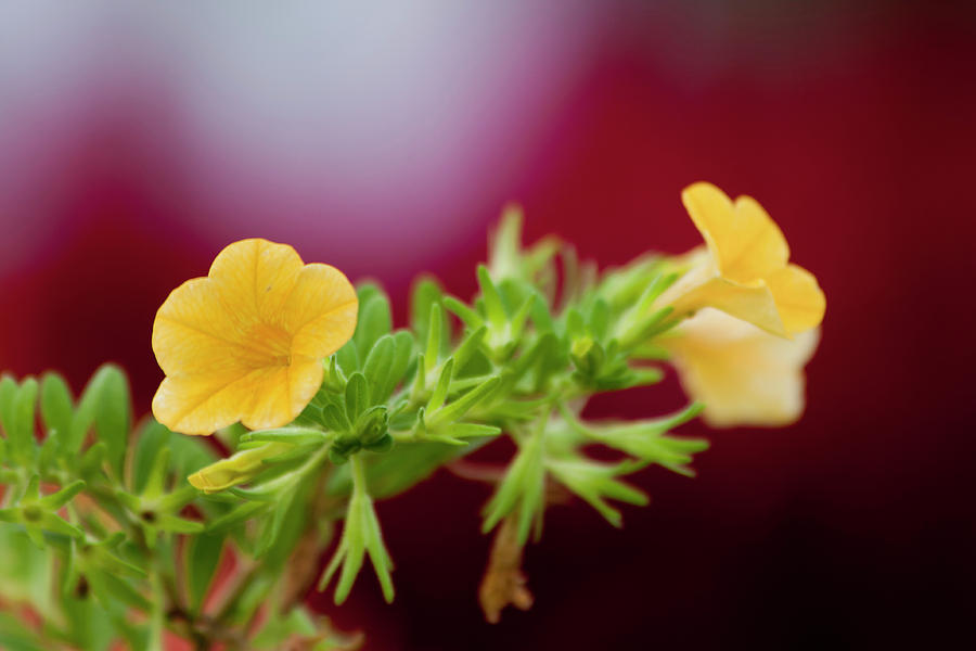 Flower Photograph - Yellow Blooms by Miroslava Jurcik