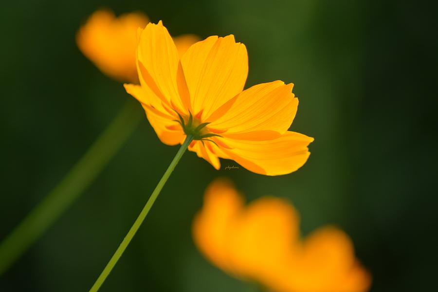 Yellow Blooms Photograph by Pics by Jody Adams - Fine Art America