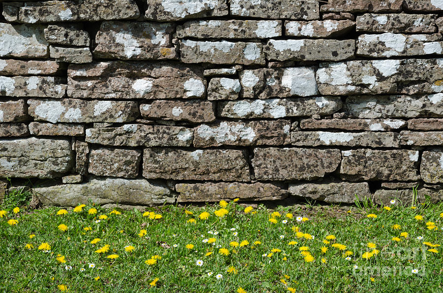 Flower Photograph - Yellow blossom at the stone wall by Kennerth and Birgitta Kullman
