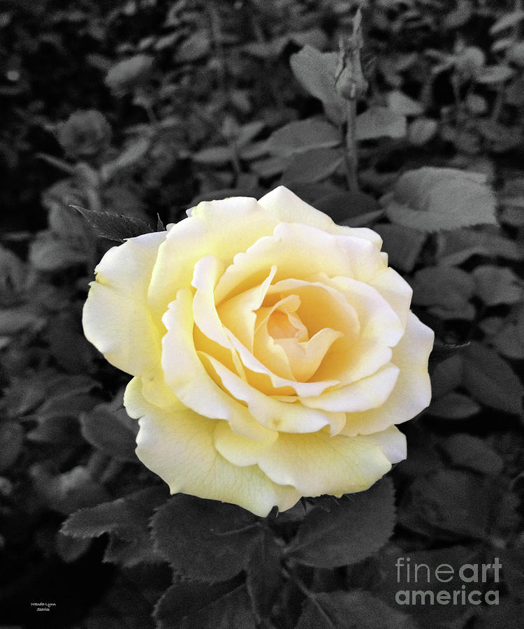 Yellow Blossom Photograph by Wanda-Lynn Searles