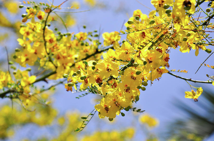 Yellow Blossoms Photograph