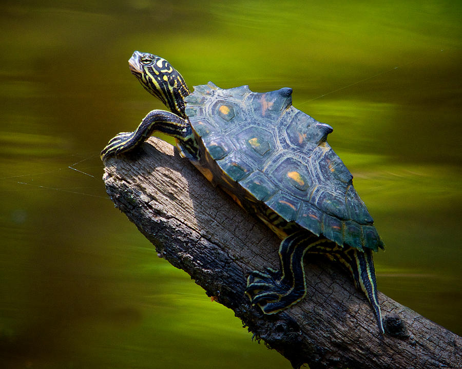 Yellow Blotched Sawback Photograph by Jeff Wilkinson - Fine Art America