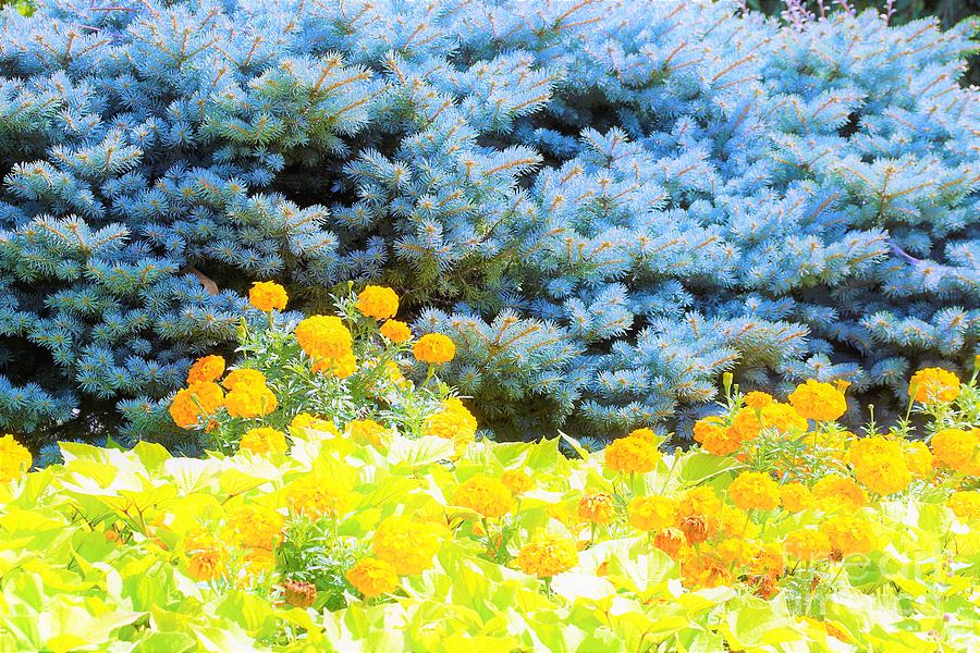 Yellow, blue, orange Photograph by Merle Grenz