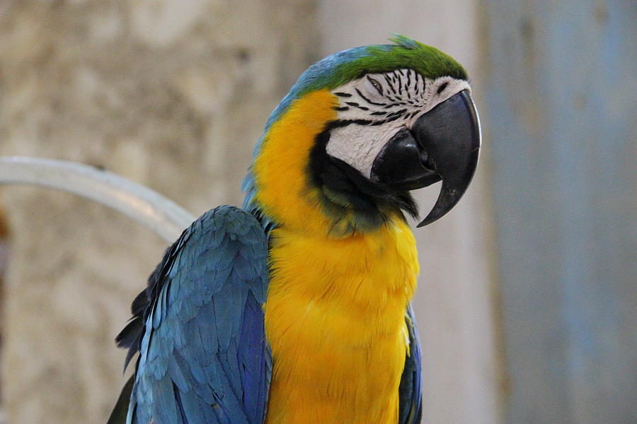Parrot Photograph - Yellow Blue Parrot by Hareessh Prabhu