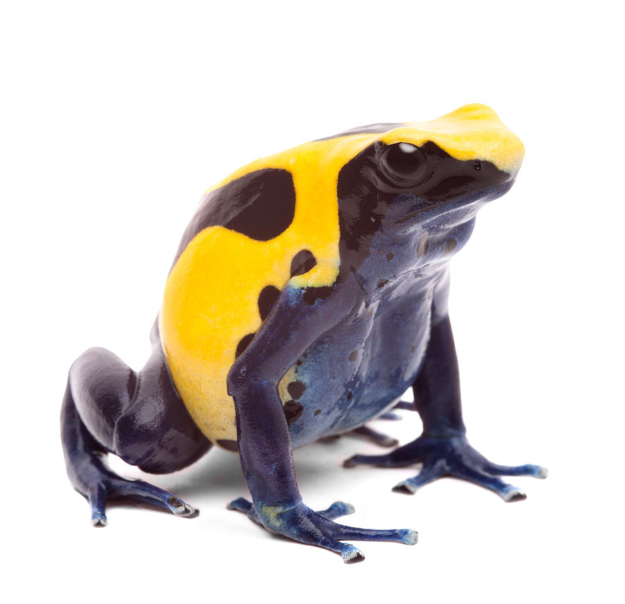 Yellow Blue Poison Dart Frog Photograph By Dirk Ercken Fine Art America
