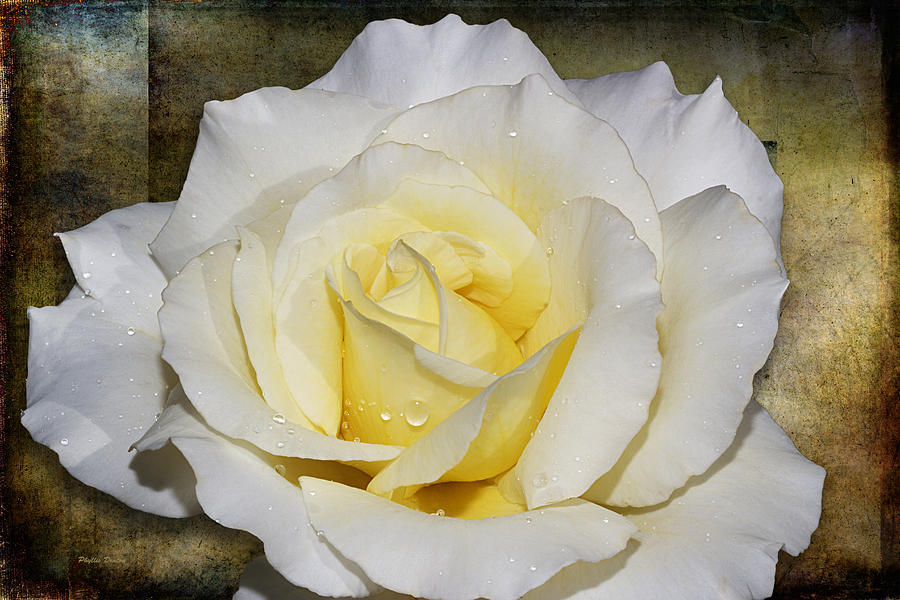 Rose Photograph - Yellow Blush White Rose by Phyllis Denton