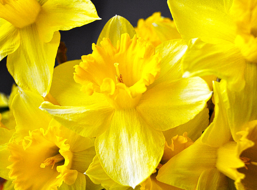 Daffodil Photograph - Yellow Bouquet by Elizabeth Palmer