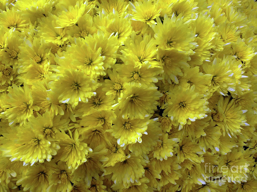 Yellow Bouquet Photograph by Jasna Dragun