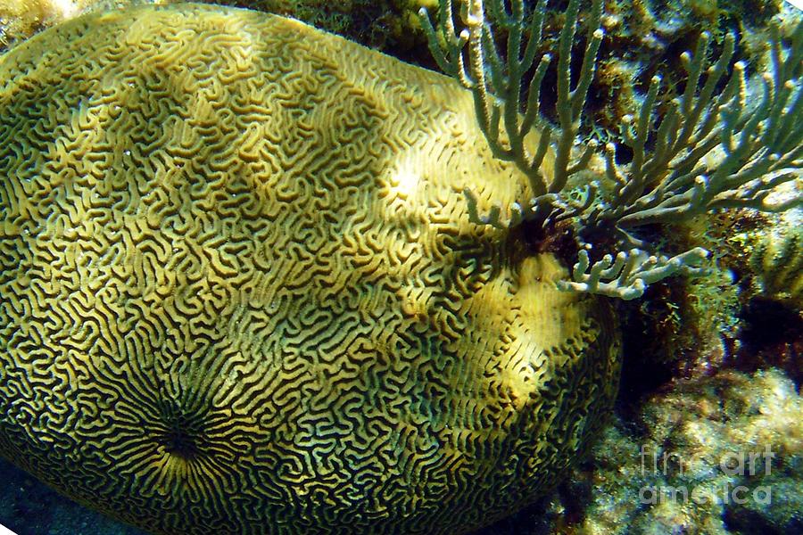 Yellow Brain Coral Photograph by Robert Wilder Jr