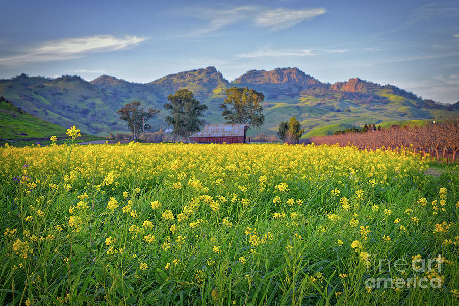 Sunset Photograph - Yellow Brilliance in the Sutter Buttes by Michelle Zearfoss