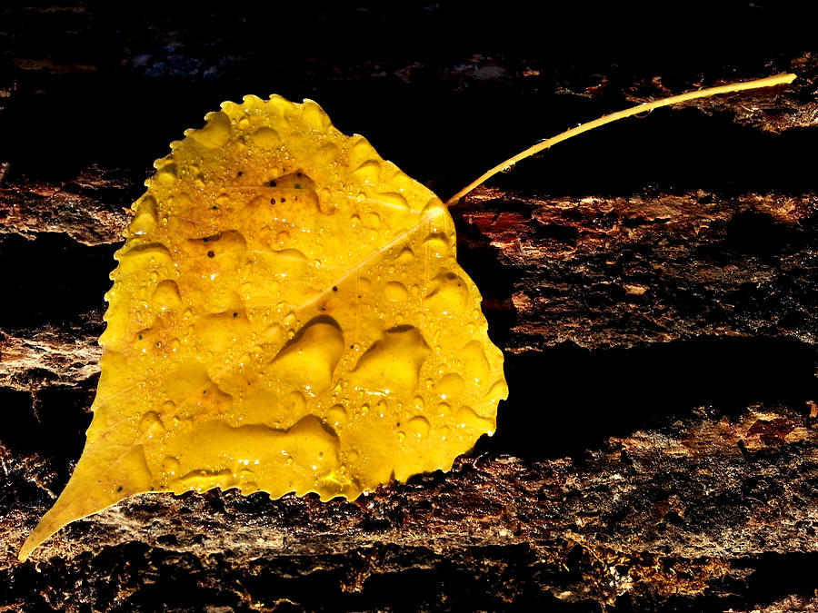 Yellow Photograph by Brook Burling