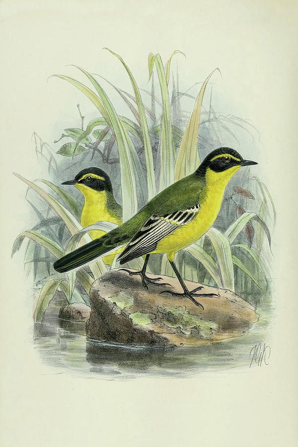 Archibald Thorburn Mixed Media - Yellow Browed Wagtail by Thorburn by Movie Poster Prints