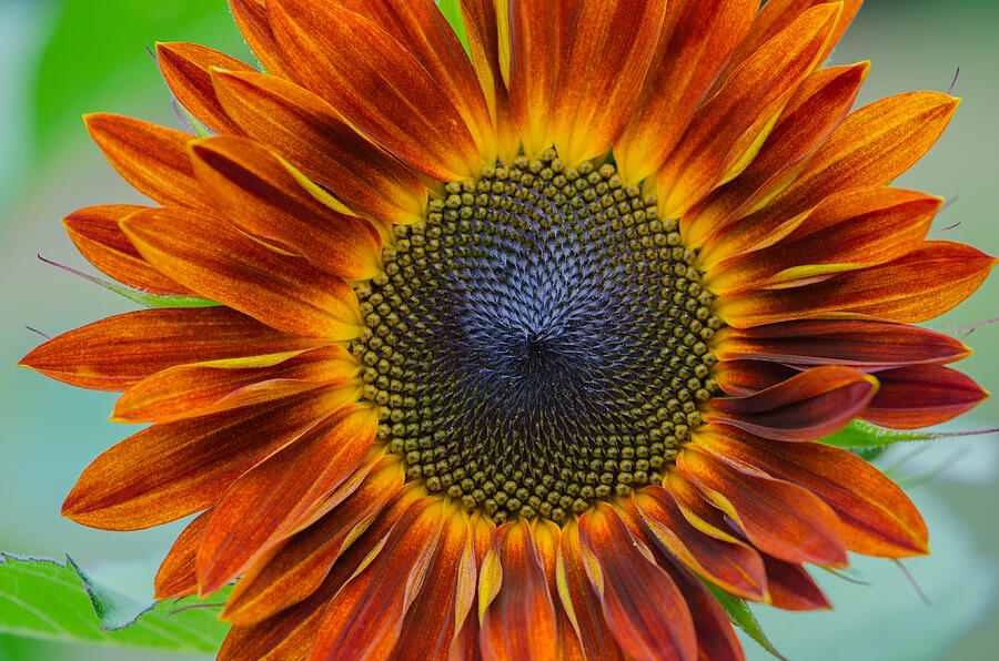 Yellow Brown Sunflower Photograph by Linda Howes - Fine Art America