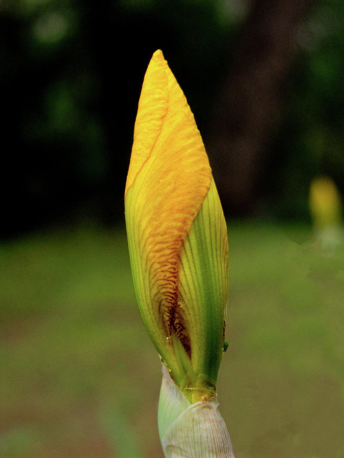 Yellow Bud Photograph by John Carey Fine Art America