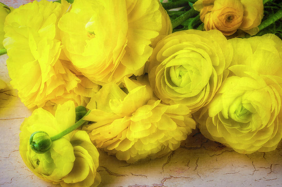 Yellow Bunch Of Ranunculus Photograph by Garry Gay