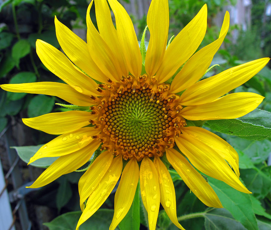 Sunflower Photograph - Yellow Burst by Barbara McDevitt