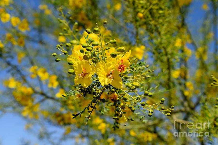 Nature Photograph - Yellow Burst Of Spring by Janet Marie