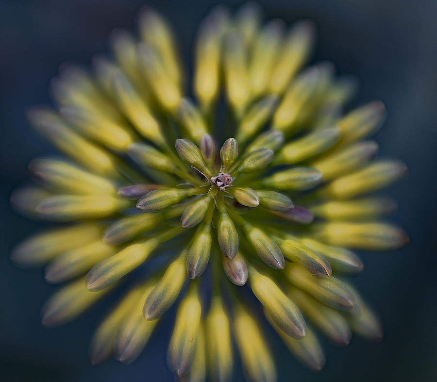 Yellow Burst Photograph by Roni Chastain