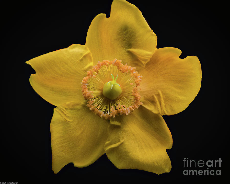 Yellow Bush Poppy Photograph by Mitch Shindelbower