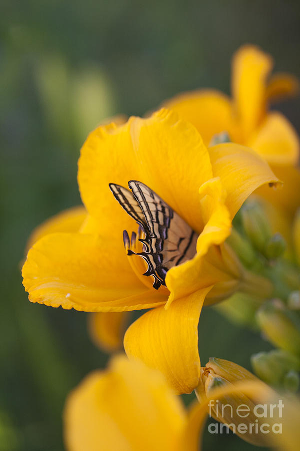 Butterfly Photograph - Yellow Butter by Douglas Kikendall
