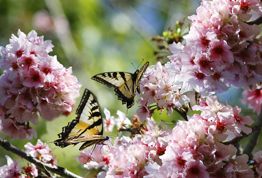 Yellow Butterflies on Cherry Blossoms Photograph by Diana Haronis