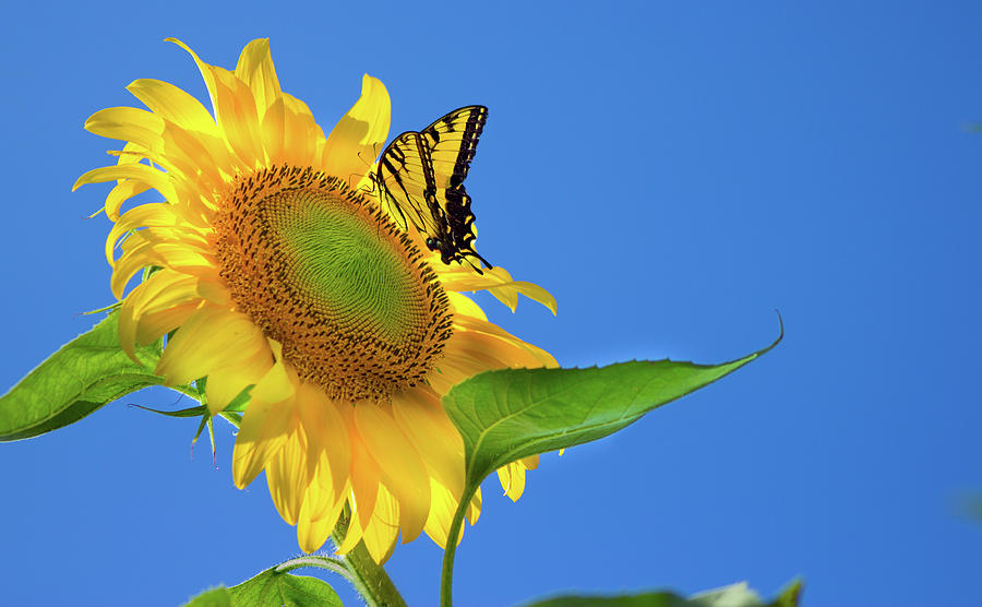 Yellow Butterfly and Sunflower IV Photograph by Lori Lynn Sadelack ...