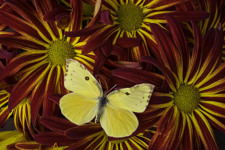 Yellow Butterfly Close Up Photograph by Garry Gay